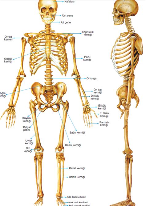 insan iskeleti kaç kilo
